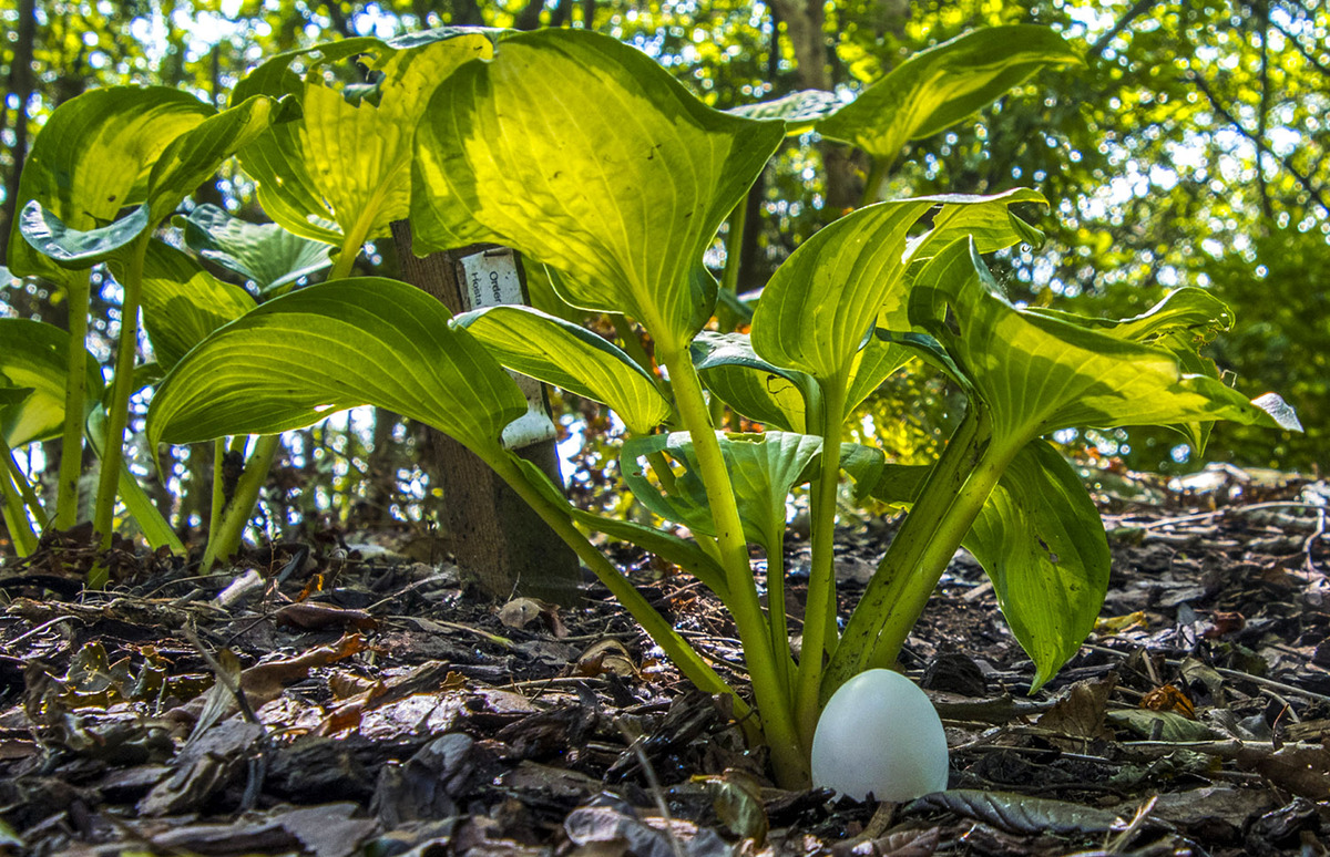 Emerging Stinkhorn